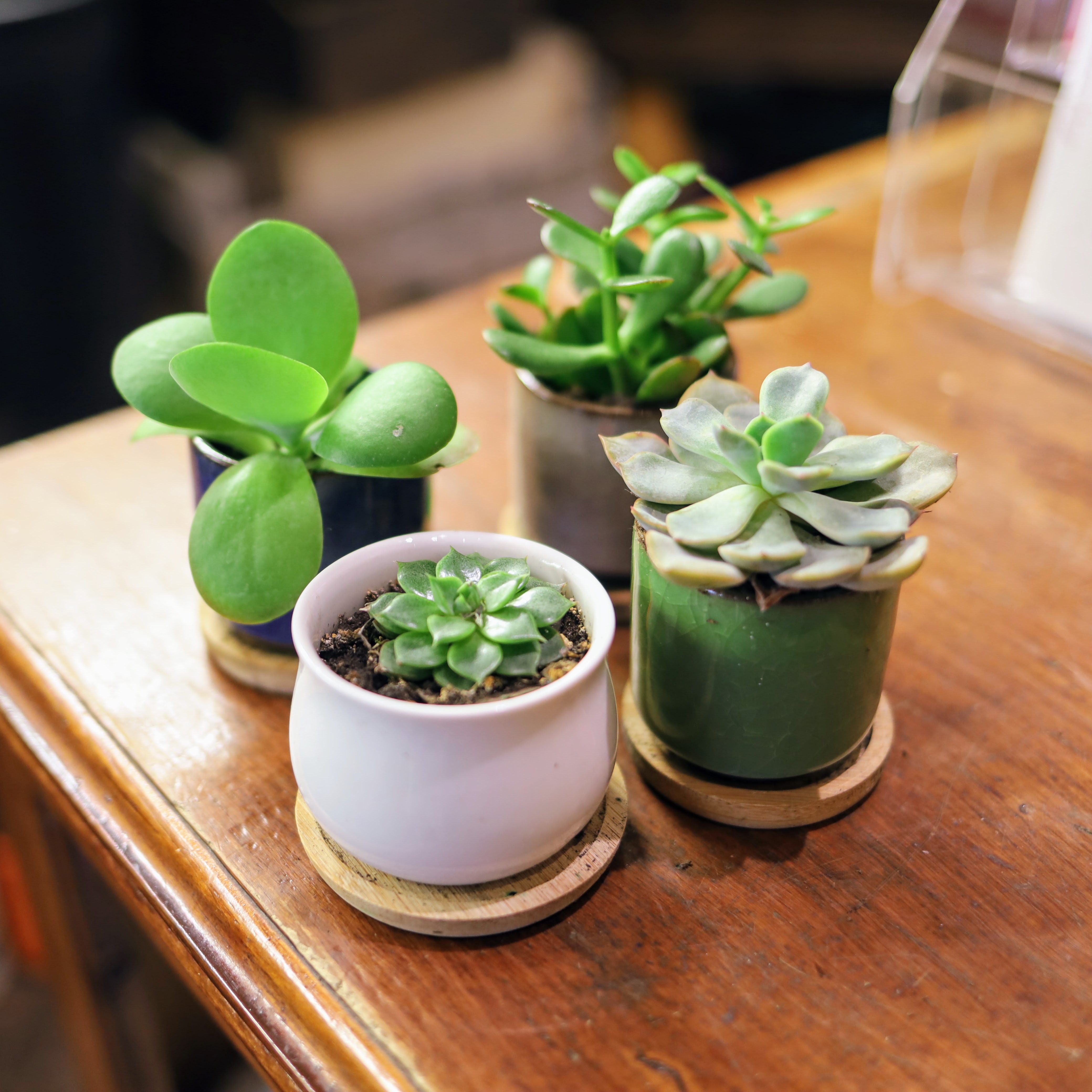 Mini Succulent